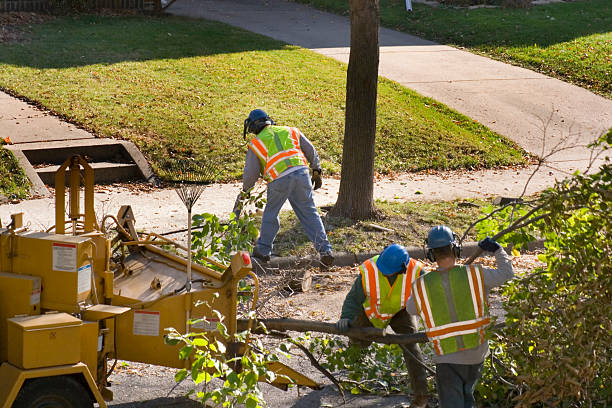 Best Lawn Renovation and Restoration  in Fowler, CA